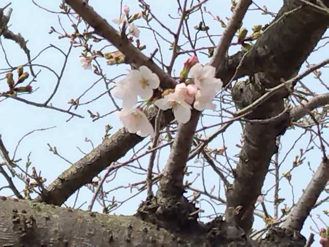 桜の開花状況のお知らせ♪