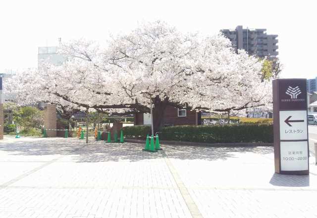 ニッケパークタウン本館南側入口付近の満開の桜のご紹介♪