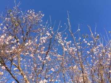 四季桜２