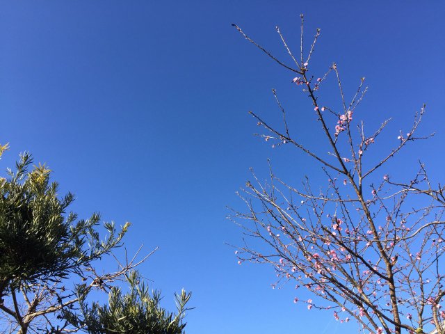 サクラ咲きました　　　　　　　　河津桜・・・きれいです。