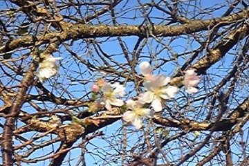 四季桜開花