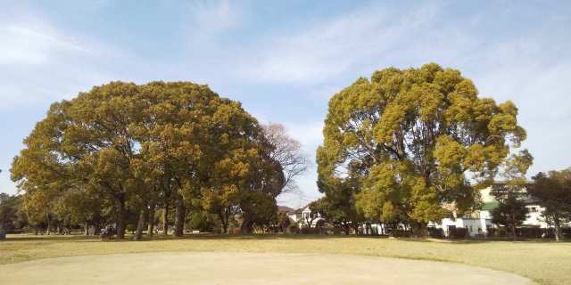 播磨町大中遺跡公園♪緑豊かな公園♪