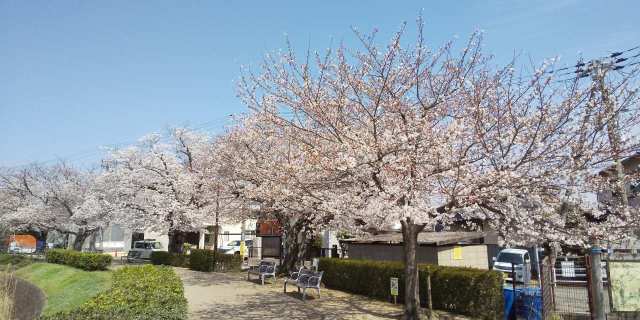 播磨町喜瀬川沿いの桜並木♪