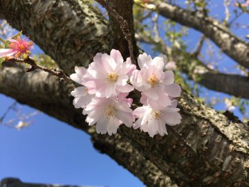 四季桜２